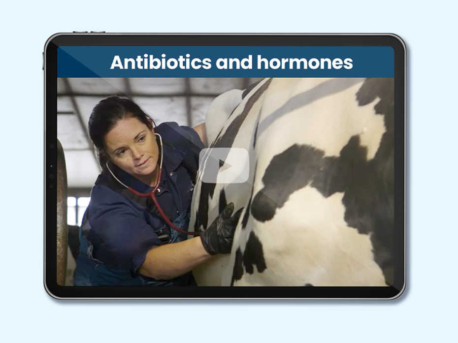 Veterinarian checking a cow with a stethoscope. Text on image: Antibiotics and hormones