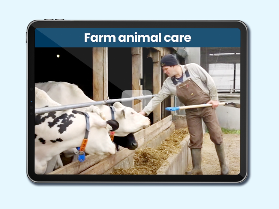 Farmer feeding hay to the cows in a barn. Text: Farm animal care