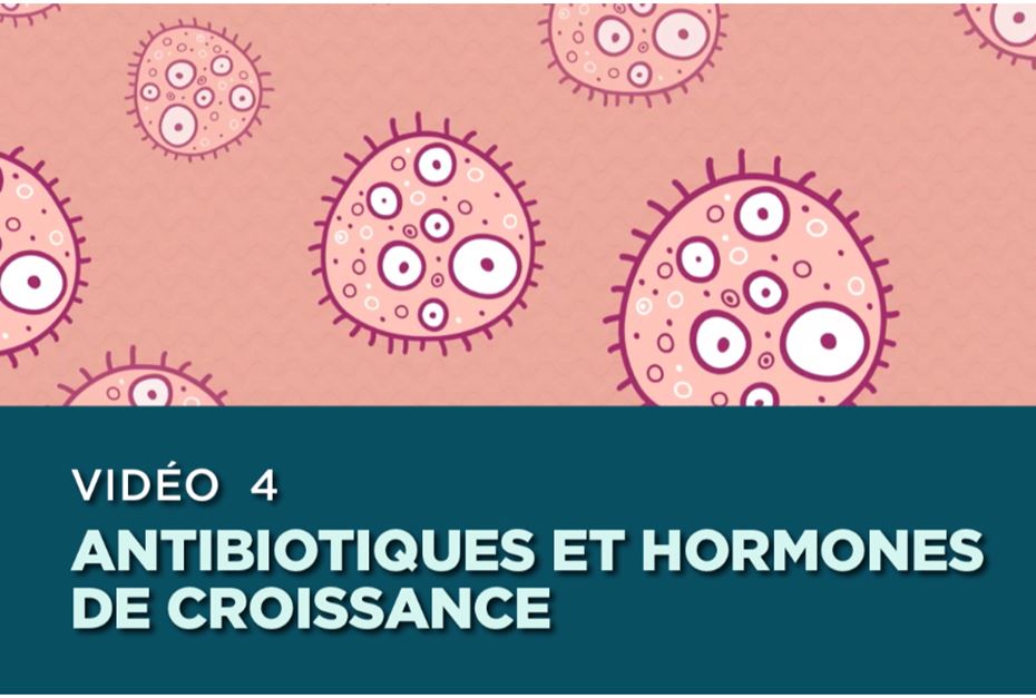 Illustrations d'anticorps. Texte sur l'écran: Vidéo 4- Antibiotiques et hormones de croissance
